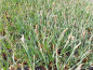 Preview: Hirsesegge - Carex panicea